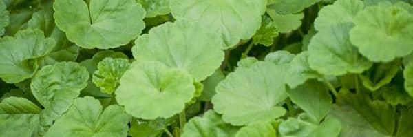 ミレム ビュートリック　美容成分のツボクサエキス（シカ成分）